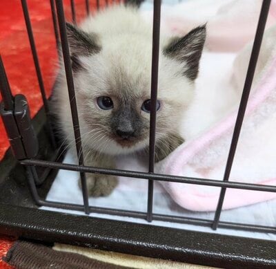 赤ちゃん時代の猫ちゃん