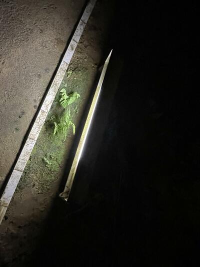 ライトの下にだけ植物が