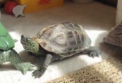 「肉球」を追う軍曹くん