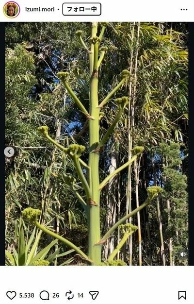 森泉のInstagram投稿