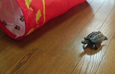 突然消えたもなちゃんを探して疾走する軍曹くん