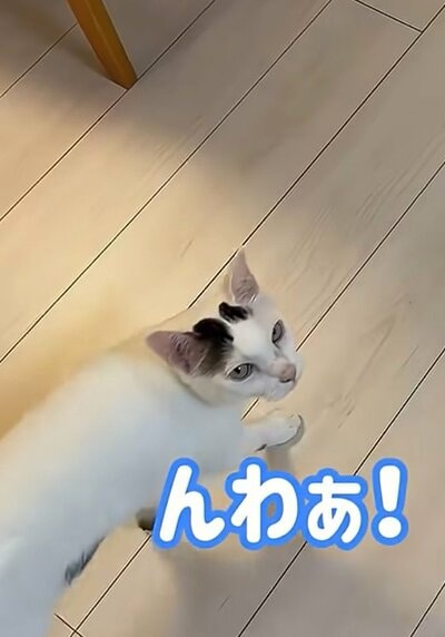 不満そうなチロくん