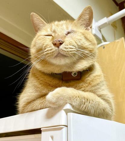 写真 | 「ドラゴンボールのカリン様」悟りを開いた保護猫が話題