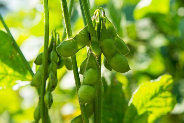 ゴールデンウィークは家庭菜園にチャレンジ！初心者も育てやすいオススメの夏野菜6選