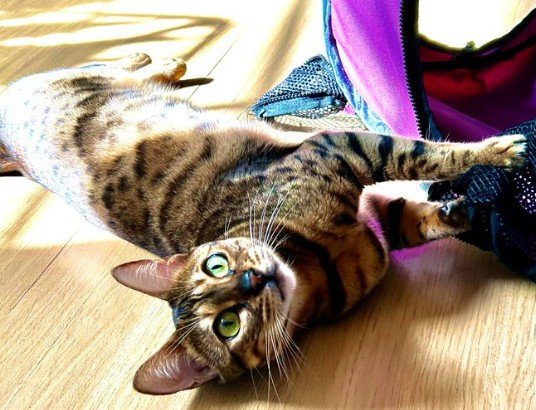「雪降らないでください…」立ち上がってお祈りする美猫の姿に思わず二度見