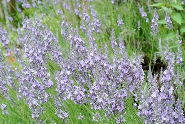 植えてよかった！植えっぱなしで毎年初夏から《いい香りの花が咲く》多年草・低木5選＆活用法も紹介