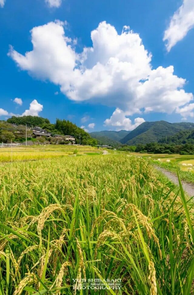 埼玉県横瀬町「寺坂棚田」の実りの秋 武甲山を望む黄金色の景色に2万2000回表示の注目