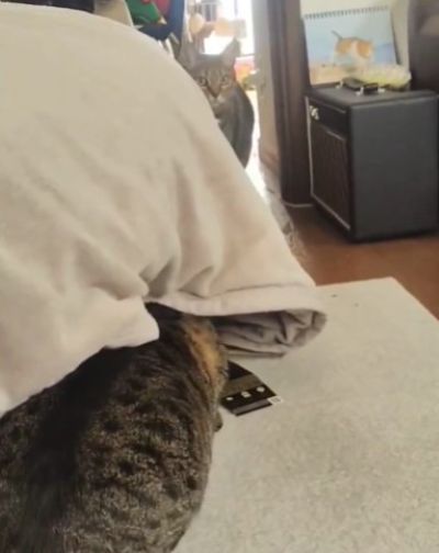 【まるでAI動画のような逃げ方】2匹の仲良し猫　待ち伏せからの「見事な追いかけっこ」に笑ってしまう