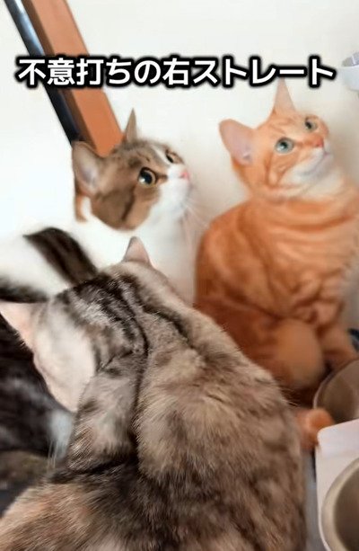 同居猫に不意打ちをされた猫ちゃん→きれいな「突っ込み」に笑ってしまう