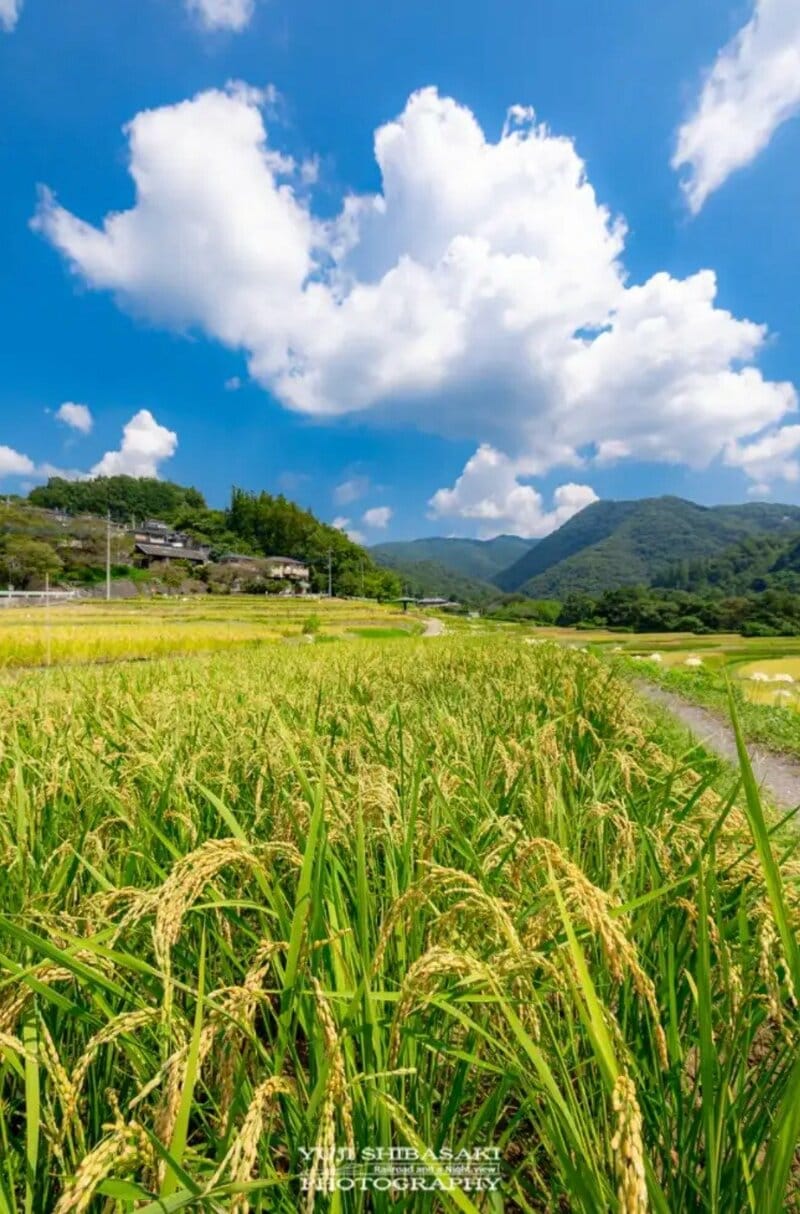 埼玉県横瀬町「寺坂棚田」の実りの秋 武甲山を望む黄金色の景色に2万2000回表示の注目