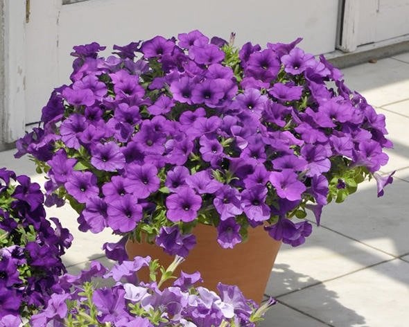 1株でこんもり大きく育つ！「ハッ」と目をひく、高貴な「紫カラーの花」3つ。育てやすい！花もゴージャス！