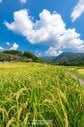 埼玉県横瀬町「寺坂棚田」の実りの秋 武甲山を望む黄金色の景色に2万2000回表示の注目
