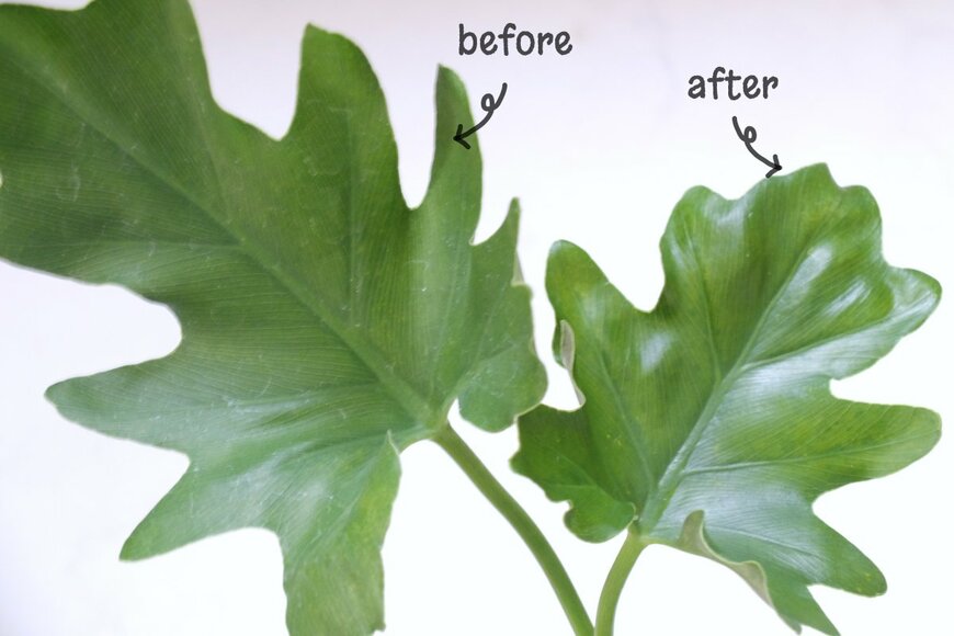 筆者撮影（無印良品 観葉植物用 リーフクリーナー使用前／後の1日後、セローム）
