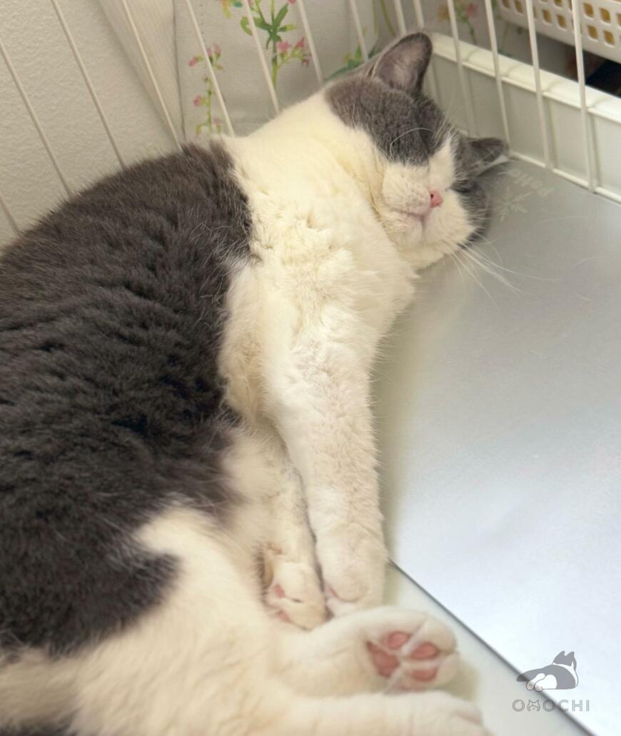 出所：@omochiomoching