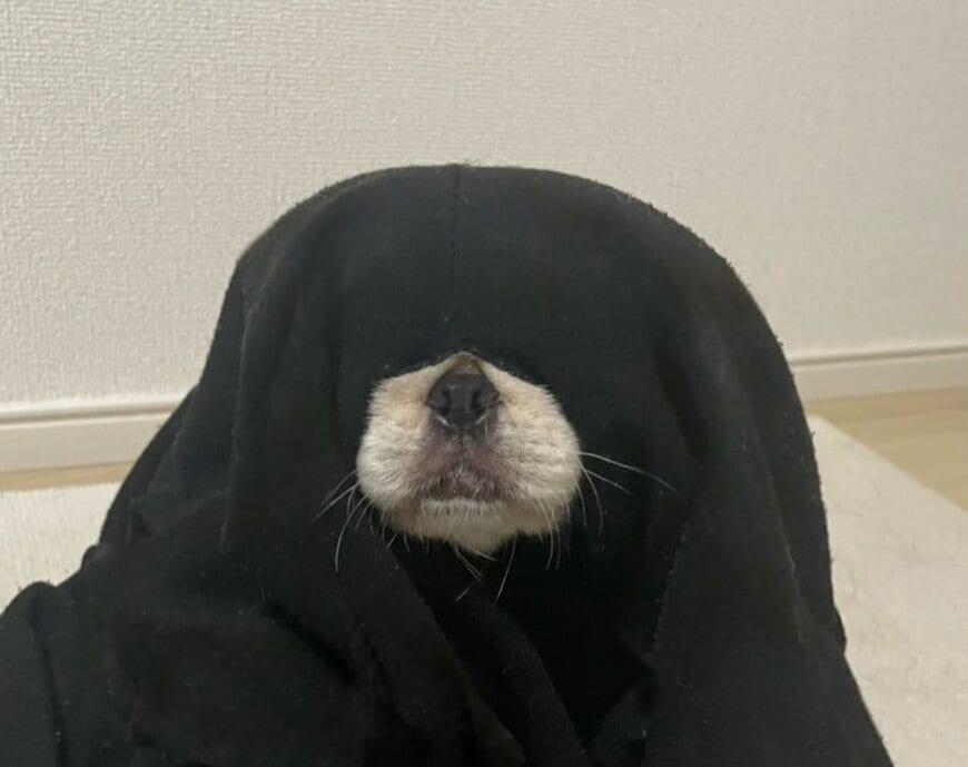 出所：@peki_Kimpa