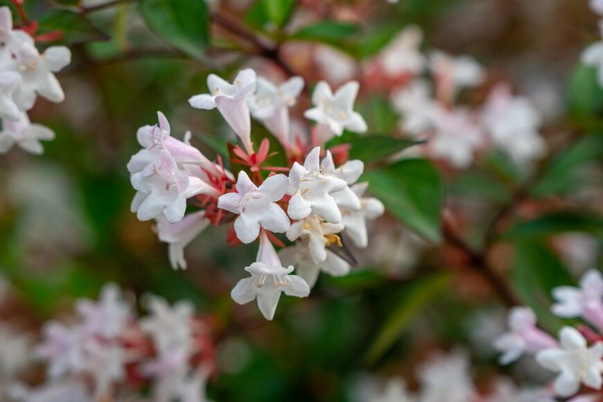 k_samurkas/Shutterstock.com