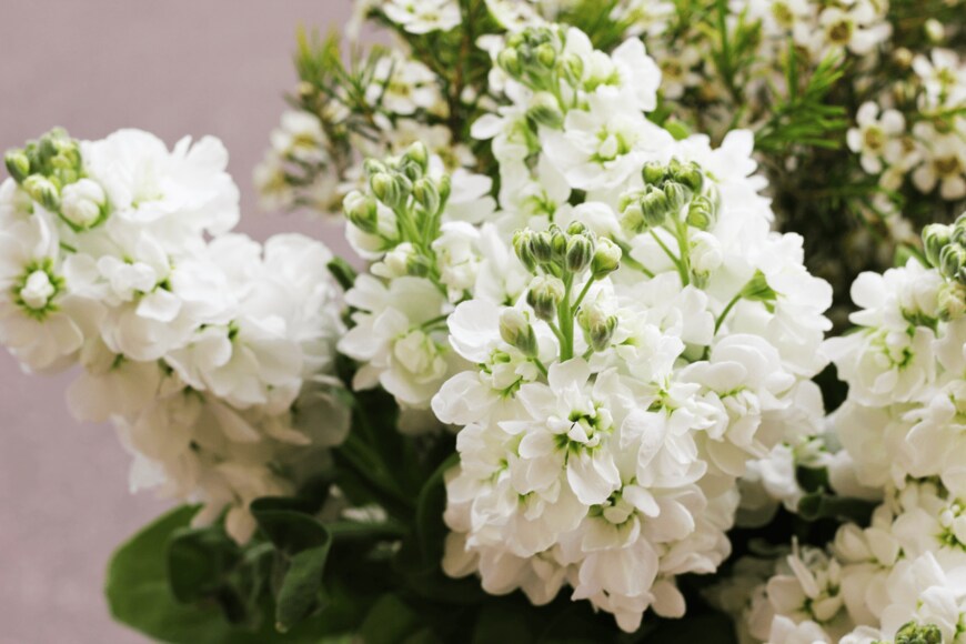 Totokzww/shutterstock.com