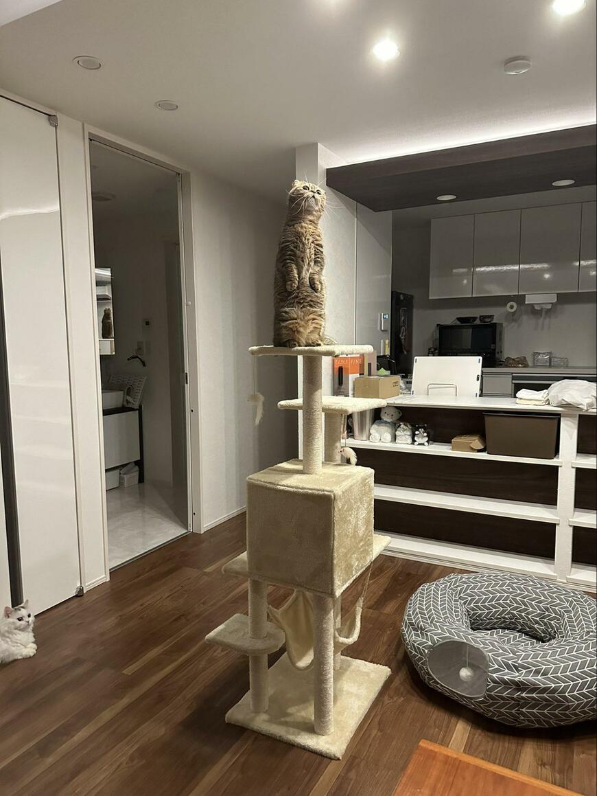 出所：@ponpokopontanu