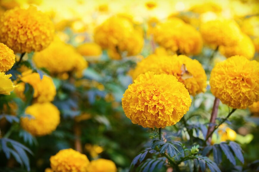 Bohbeh/shutterstock.com