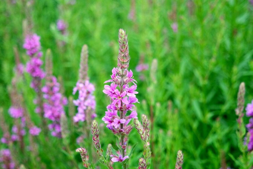 Tessa57/istockphoto.com