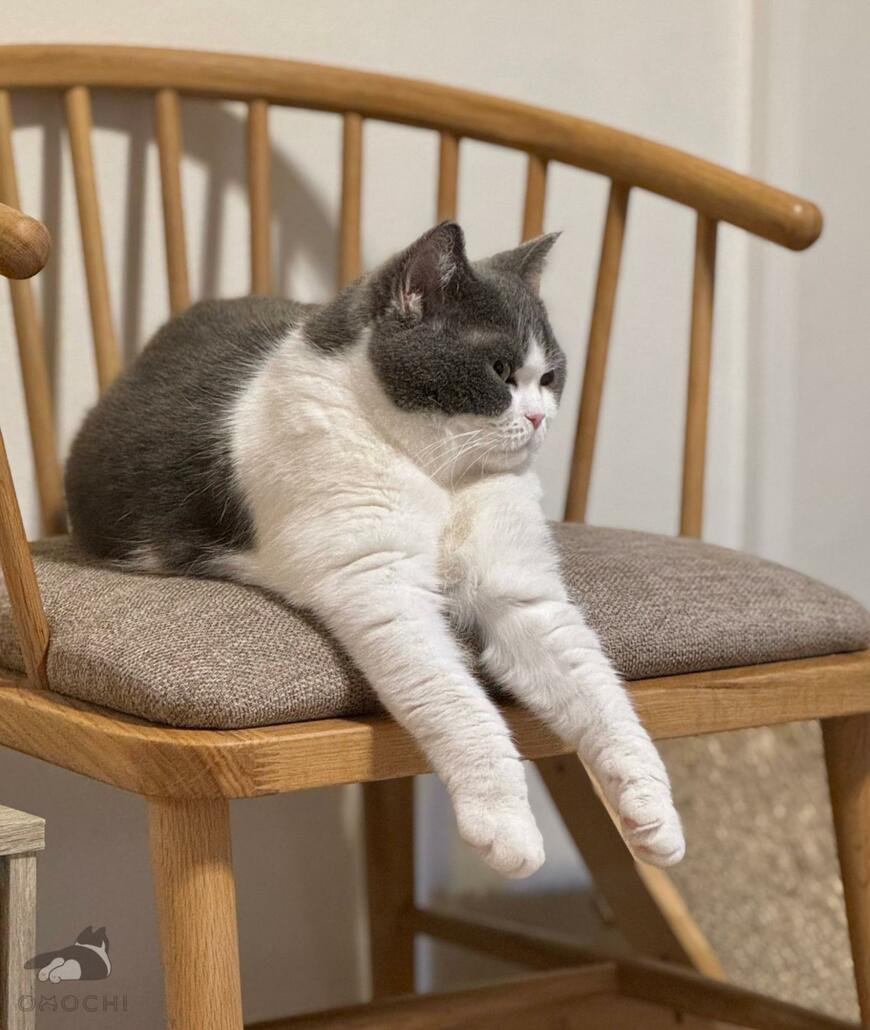 出所：@omochiomoching