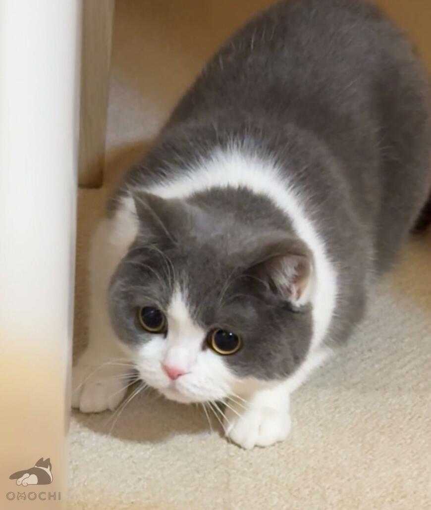 出所：@omochiomoching