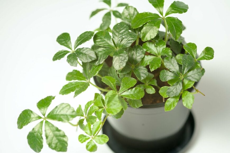 Lja_Lja/shutterstock.com