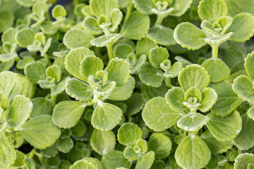 Fabrizio Guarisco/shutterstock.com