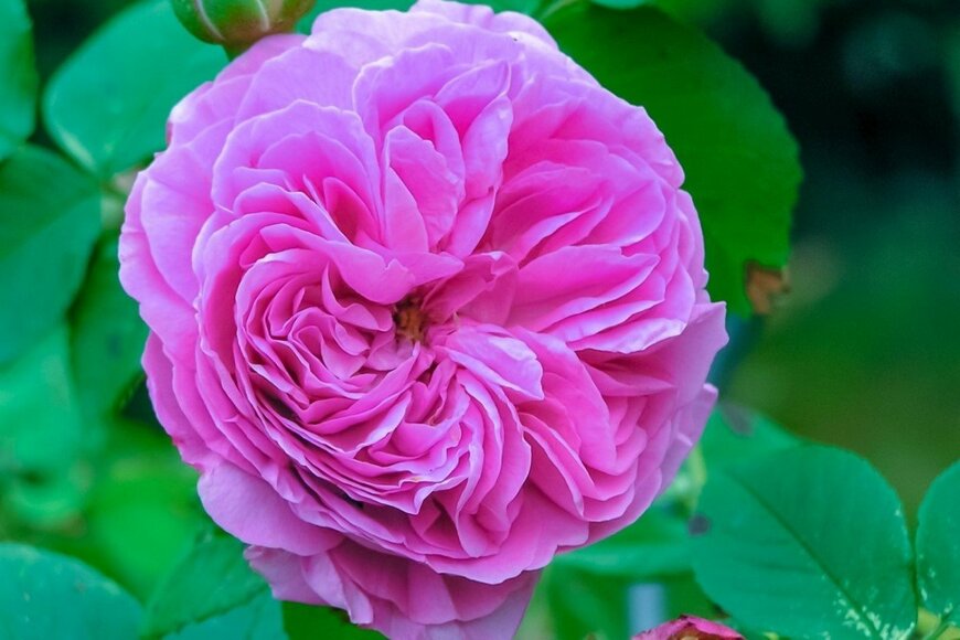 Airisa/shutterstock.com