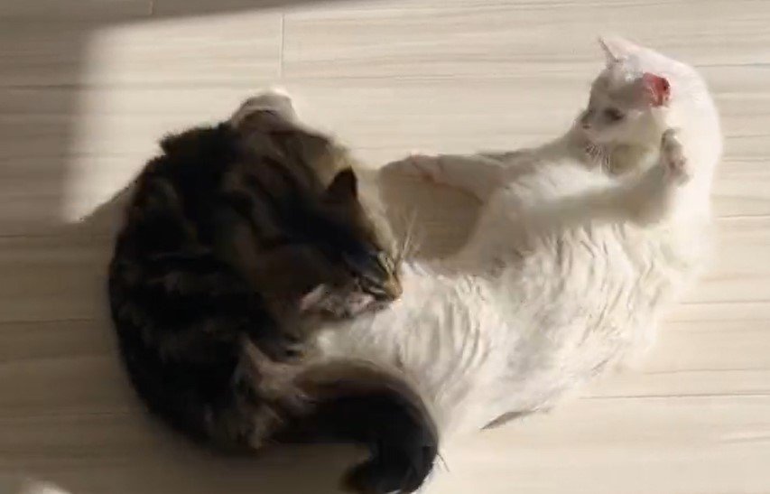 出所：@meltube_cat