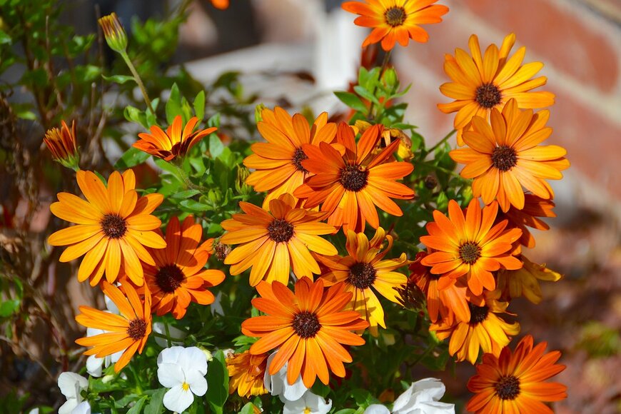 Tom Askaroff/Shutterstock.com