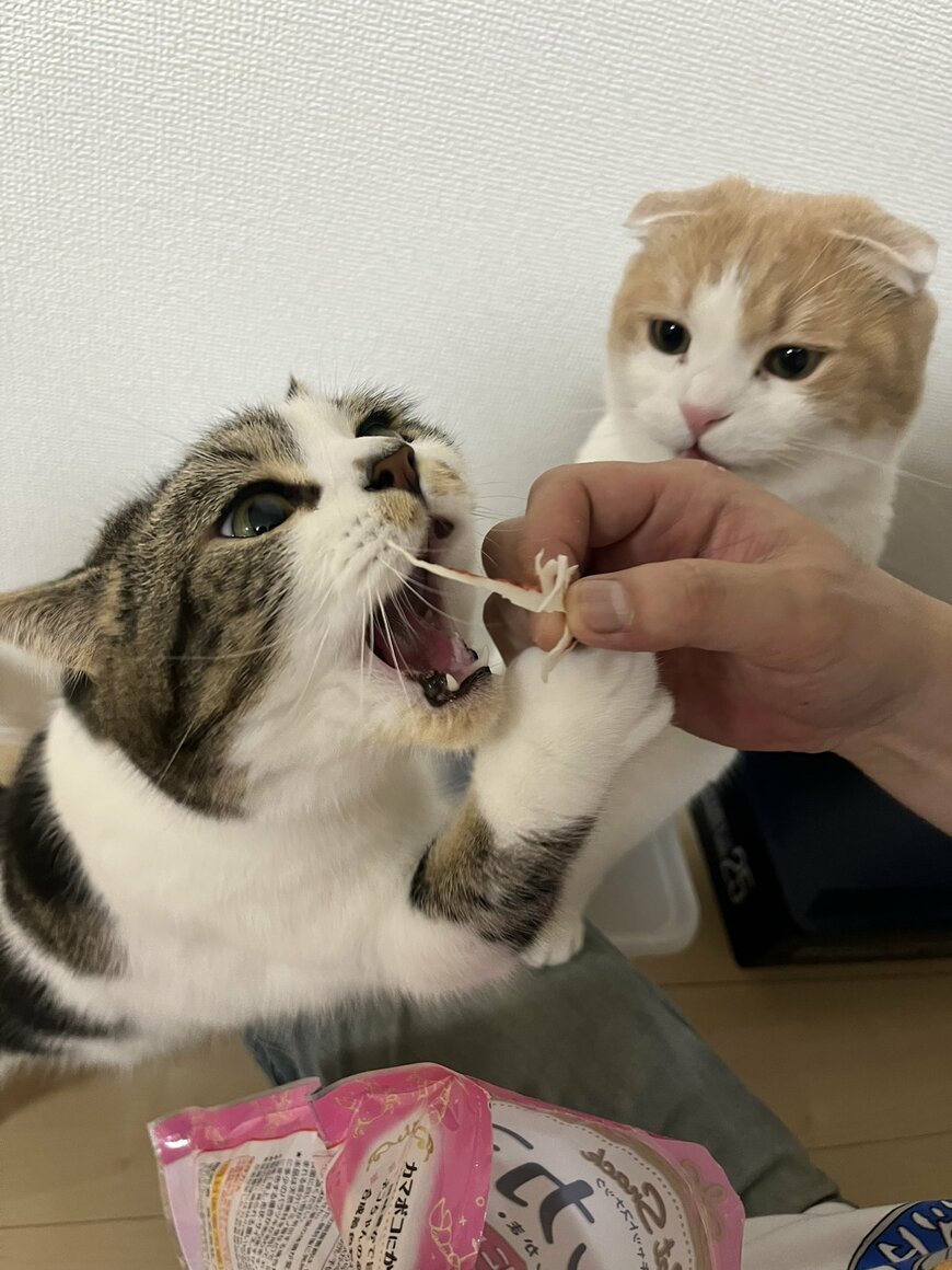 出所：@torotolo106106