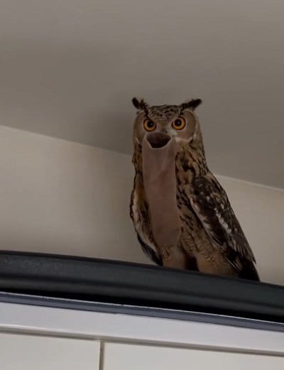 出所：@miracle_meg