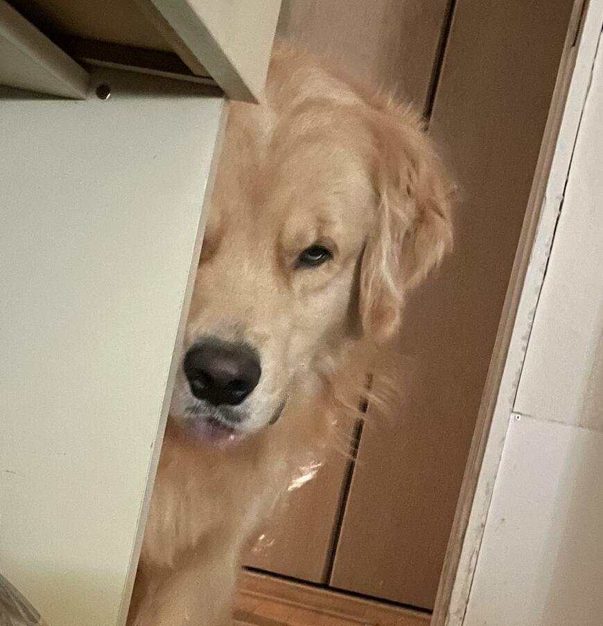 出所：@elmo_golret