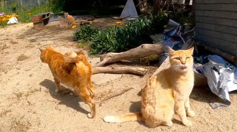 出所：@ImpressedCatVideo