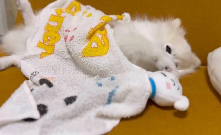 出所：@boku_ponchan