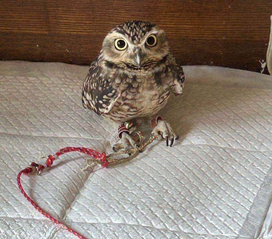 出所：@chimaki_anahori