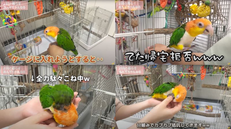 出所：@anz_omomiri