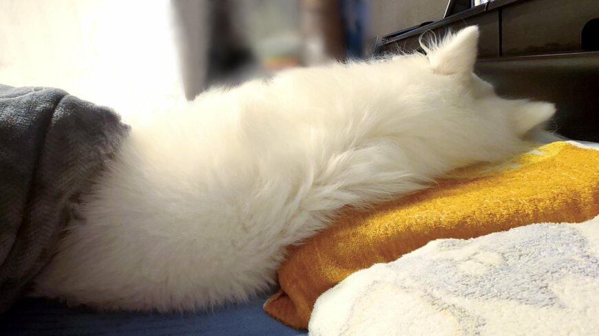 出所：@kukuri_shibainu