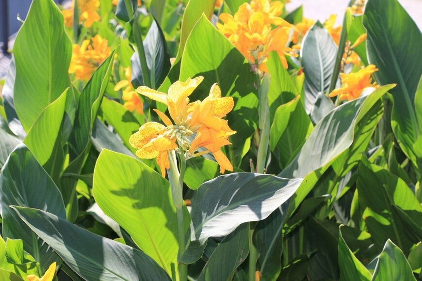 Ira Niva/Shutterstock.com