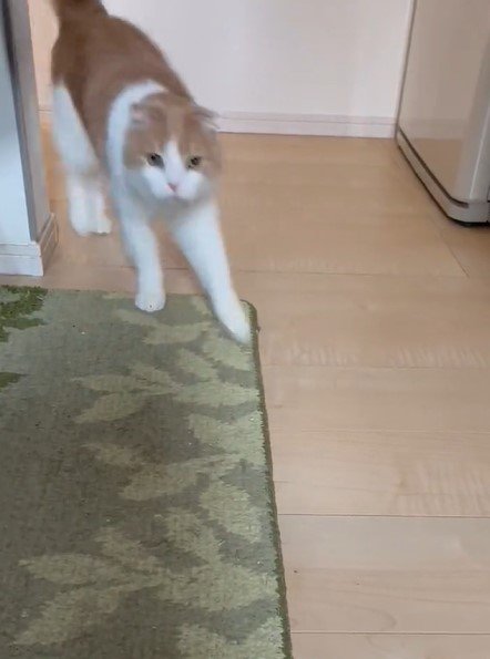 出所：@torotolo106106