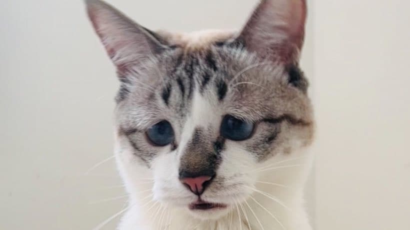 出所：@piennekomint