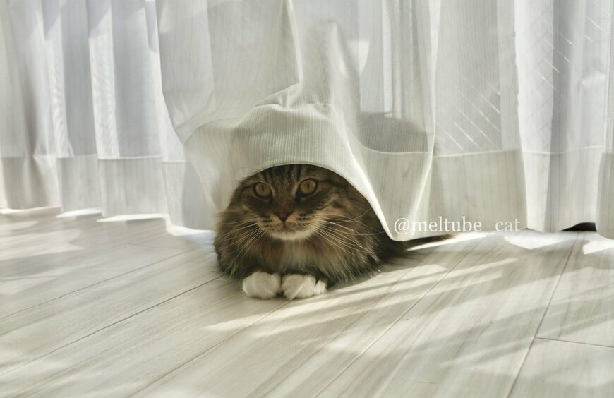 出所：@meltube_cat