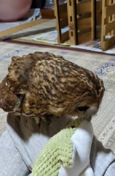 出所:@mori_luna_tawny_owl