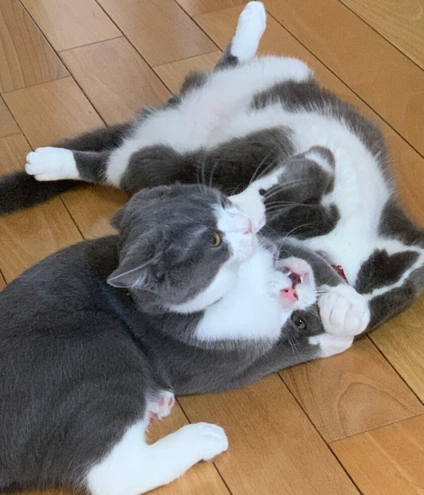 出所：@neko_wagaya