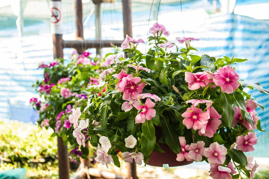 Nonnut Nomrawee/Shutterstock.com