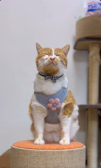 出所：＠monburan_sanpo