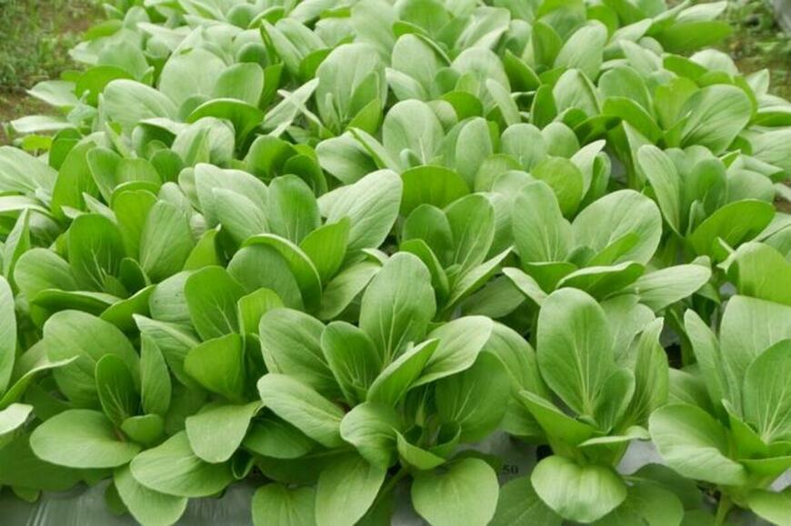 FAILA/shutterstock.com