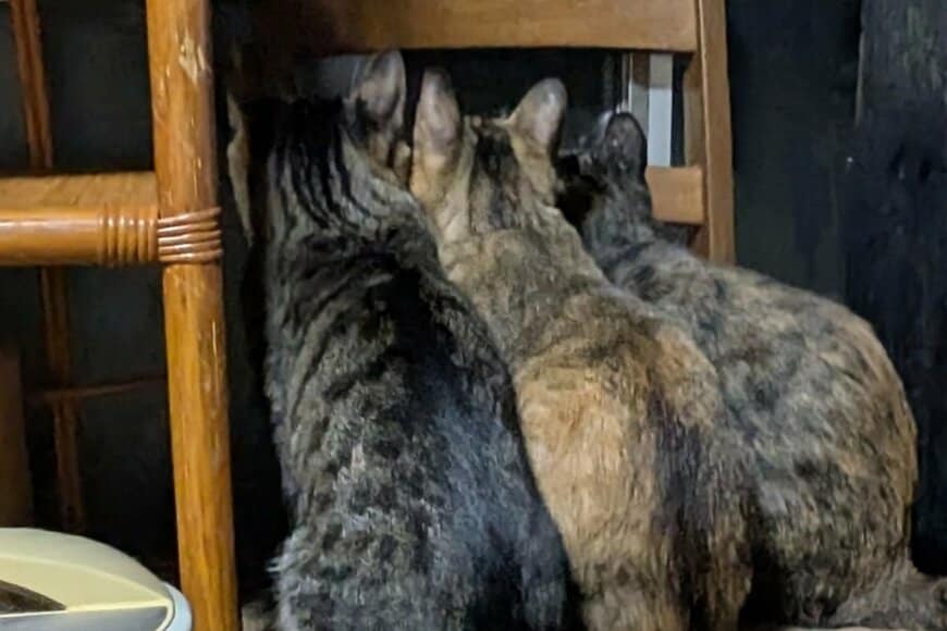 ヤモリを見つけた猫3匹…夢中な様子がかわいすぎる！「後ろ姿が最高に愛らしい」など反響多数