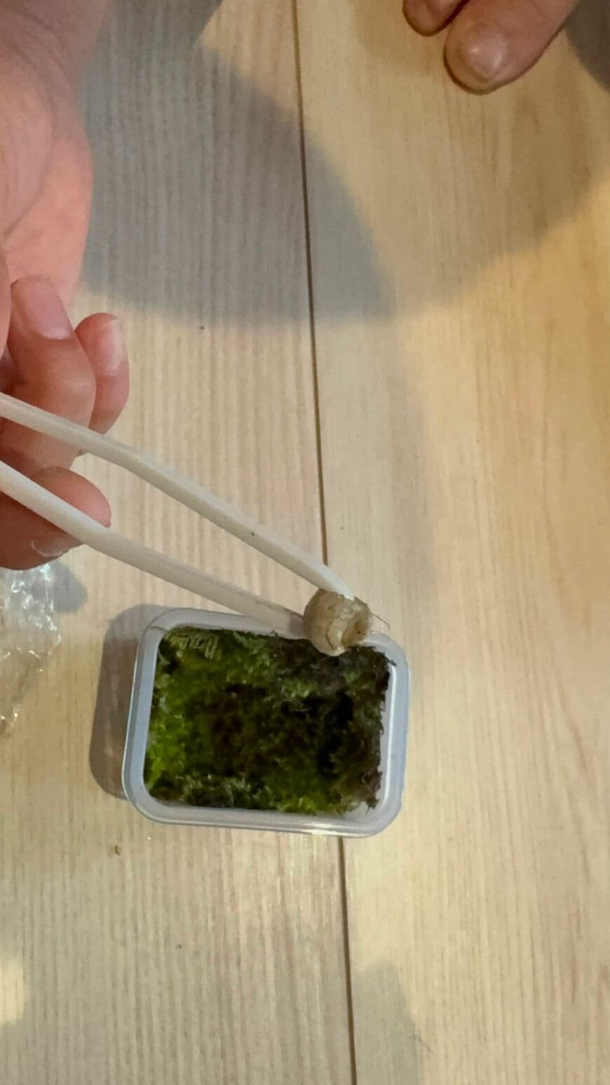 生き物は見当たらない&hellip;